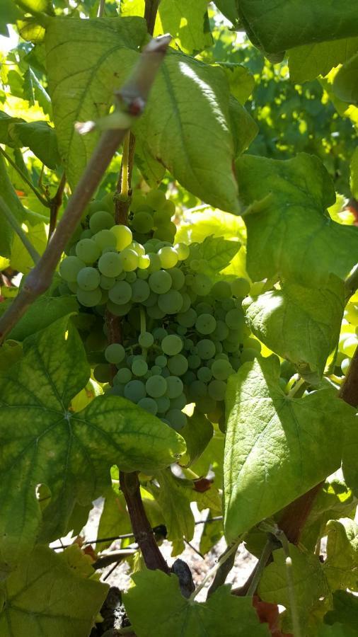 Quinta Do Acipreste Lamego Eksteriør billede