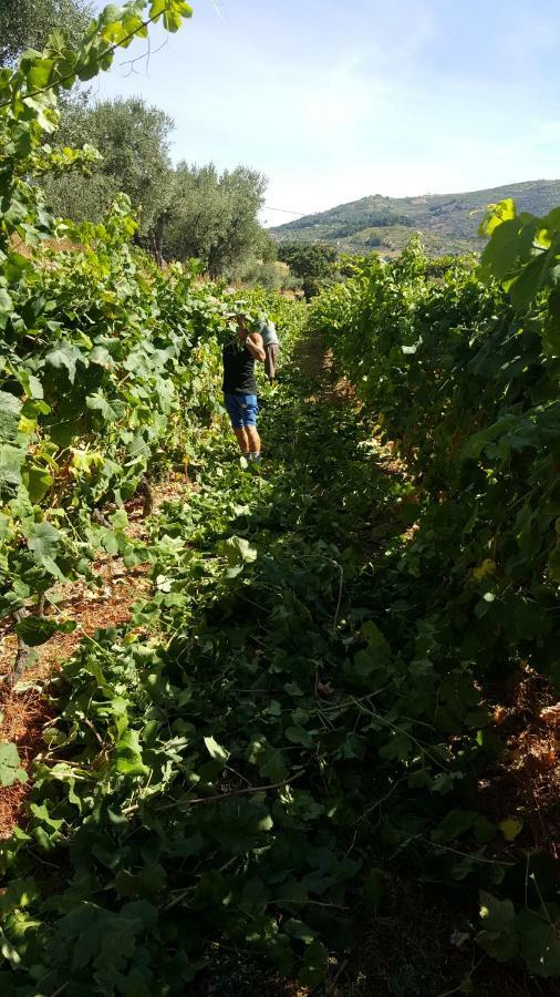 Quinta Do Acipreste Lamego Eksteriør billede